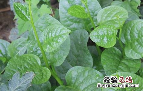 木耳菜的种植时间与方法 木耳菜的种植时间与方法木耳菜营养有吗