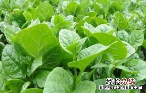 木耳菜的种植时间与方法 木耳菜的种植时间与方法木耳菜营养有吗