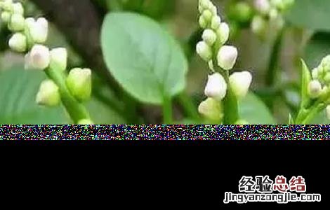 木耳菜的种植时间与方法 木耳菜的种植时间与方法木耳菜营养有吗
