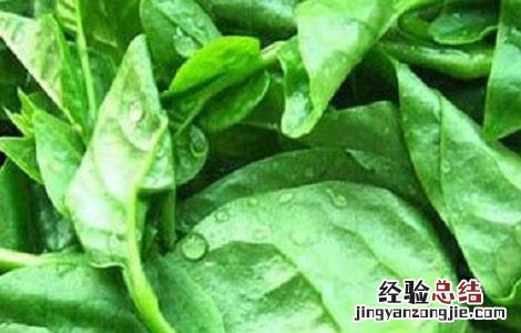 木耳菜的种植时间与方法 木耳菜的种植时间与方法木耳菜营养有吗