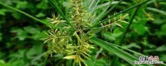 附香子草除草剂 除香附子的除草剂