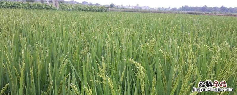 钾肥过多对水稻危害 钾肥多对作物的危害