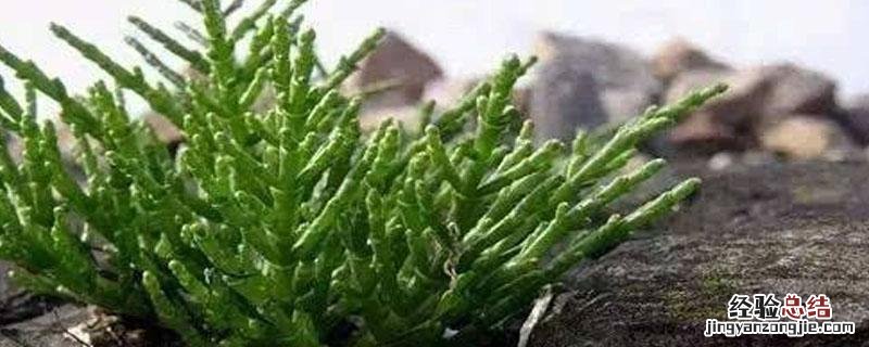 水笋种子哪里有卖 西洋海笋的种子哪里有