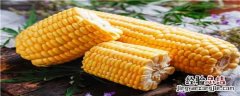 825玉米种特点 858玉米品种
