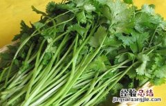 香菜的种植时间与方法视频 香菜的种植时间与方法