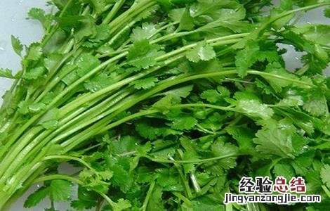 香菜的种植时间与方法视频 香菜的种植时间与方法