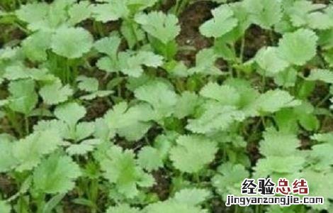 香菜的种植时间与方法视频 香菜的种植时间与方法