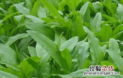 油麦菜的种植时间与方法 油麦菜种植技术和时间方法