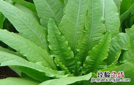 油麦菜的种植时间与方法 油麦菜种植技术和时间方法