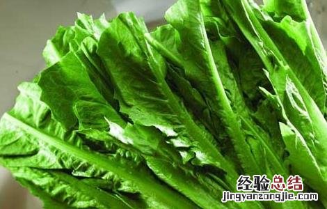 油麦菜的种植时间与方法 油麦菜种植技术和时间方法