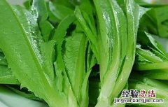 油麦菜的种植时间与方法 油麦菜种植技术和时间方法