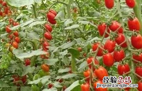 西红柿的种植时间方法和管理技术 西红柿的种植时间和方法