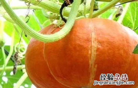 南瓜高产的种植方法 南瓜高产的种植方法图片
