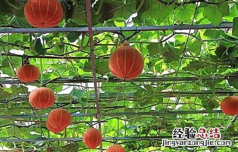 南瓜高产的种植方法 南瓜高产的种植方法图片