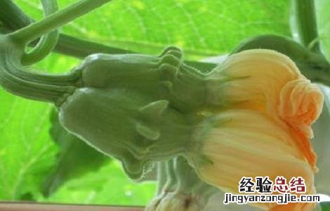 南瓜高产的种植方法 南瓜高产的种植方法图片