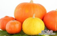 南瓜高产的种植方法 南瓜高产的种植方法图片