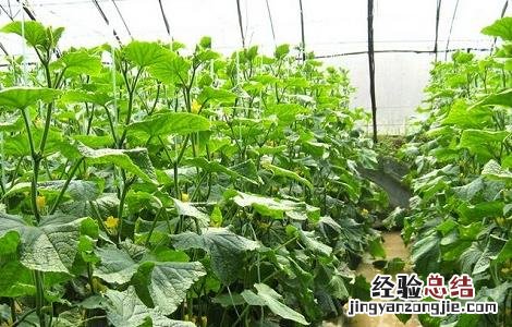 黄瓜的无土栽培技术与管理 黄瓜的无土栽培技术