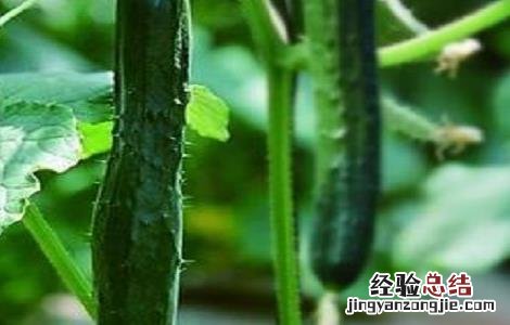 黄瓜的无土栽培技术与管理 黄瓜的无土栽培技术