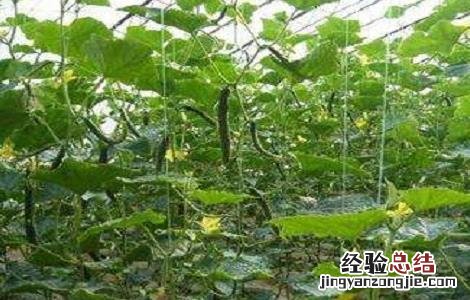 黄瓜的无土栽培技术与管理 黄瓜的无土栽培技术