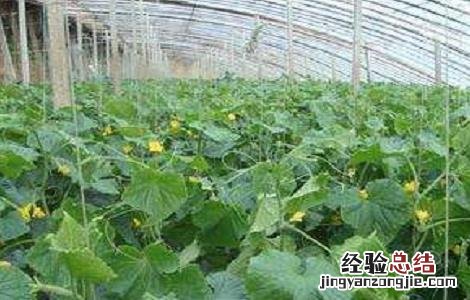 黄瓜的无土栽培技术与管理 黄瓜的无土栽培技术