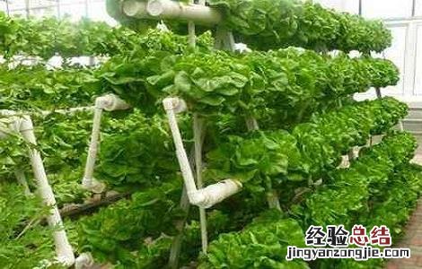 黄瓜的无土栽培技术与管理 黄瓜的无土栽培技术