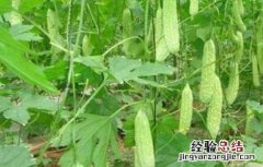 苦瓜的种植方法和时间温度 苦瓜的种植方法和时间