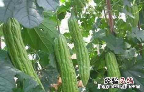 苦瓜的种植方法和时间温度 苦瓜的种植方法和时间