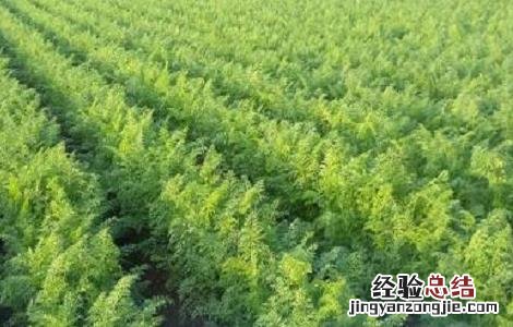 胡萝卜的种植方法与时间