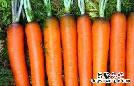 胡萝卜的种植方法与时间
