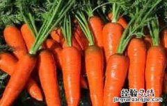胡萝卜的种植方法与时间