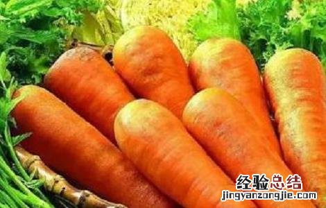 胡萝卜的种植方法与时间
