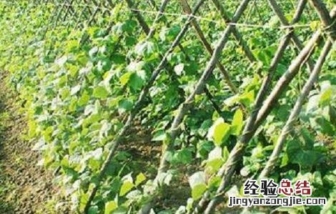 豆角种植时间及技术要点 豆角种植的时间与方法