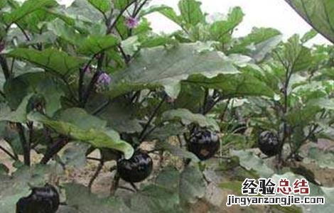 茄子的种植时间和方法 茄子的种植时间和方法视频