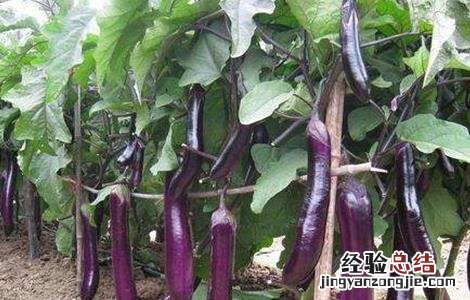 茄子的种植时间和方法 茄子的种植时间和方法视频