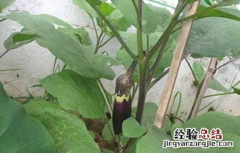 茄子的种植时间和方法 茄子的种植时间和方法视频