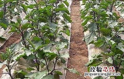 茄子的种植时间和方法 茄子的种植时间和方法视频