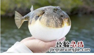 古代的河豚是什么 古代河豚被称为什么