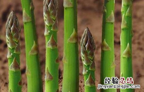 芦笋怎么种植 芦笋怎么种植根苗