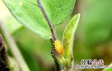 茄子常见病虫害与防治方法 茄子常见病虫害与防治方法图片