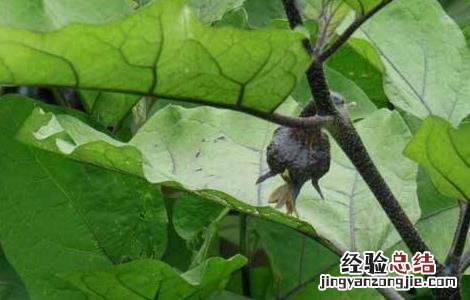 茄子常见病虫害与防治方法 茄子常见病虫害与防治方法图片