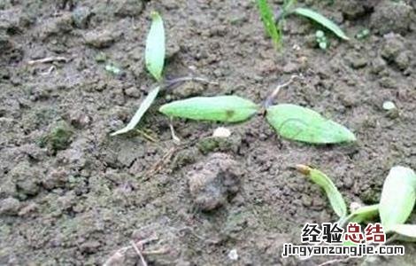 茄子常见病虫害与防治方法 茄子常见病虫害与防治方法图片