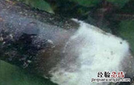 茄子常见病虫害与防治方法 茄子常见病虫害与防治方法图片