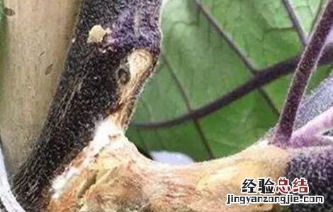 茄子常见病虫害与防治方法 茄子常见病虫害与防治方法图片