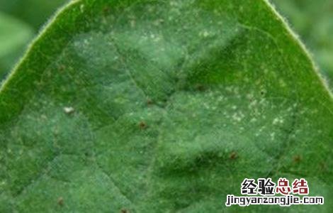 茄子常见病虫害与防治方法 茄子常见病虫害与防治方法图片