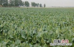 花椰菜的種植時間和種植方法 花椰菜的種植時間和種植方法图片