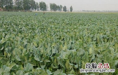 花椰菜的種植時間和種植方法 花椰菜的種植時間和種植方法图片