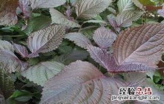 紫苏的采摘时机和加工方法是什么 紫苏的采摘时机和加工方法