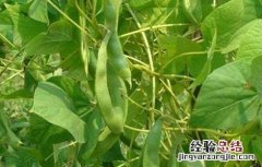 四季豆的种植时间和种植方法视频 四季豆的种植时间和种植方法
