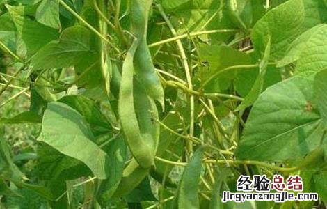 四季豆的种植时间和种植方法视频 四季豆的种植时间和种植方法