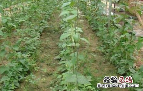 四季豆的种植时间和种植方法视频 四季豆的种植时间和种植方法